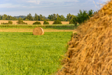 Straw bales on a green meadow at sunset