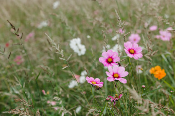 Wildflowers on a meadow