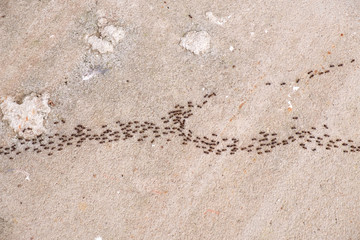 Ants / View of ants on ground. Movement.