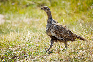Female Sage Grouse