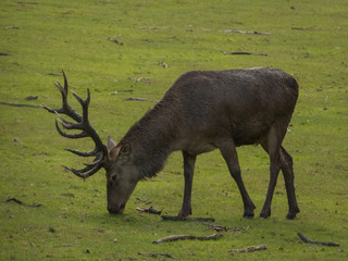 deer on grass in the forest