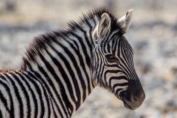 Fototapeta na wymiar Plains zebra foal portrait (Equus quagga), Etosha National Park, Namibia