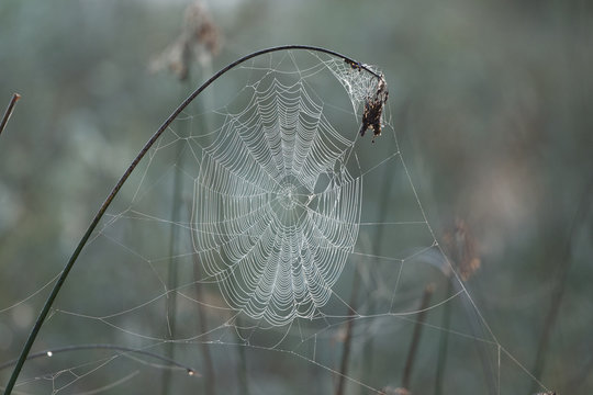 Spider's web on branch