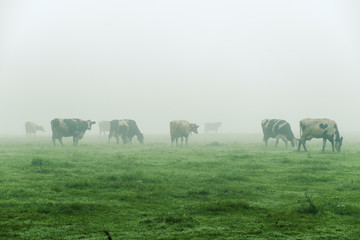 Cows grazing on a foggy morning