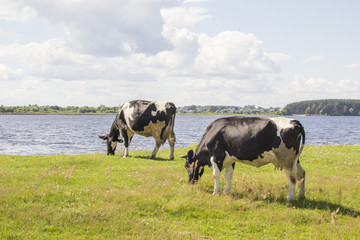 Black and white cows on a grass field near the river bank in sunny day in Russia