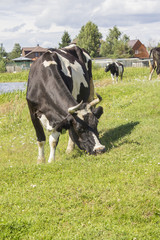 Black and white  cows on a grass field  in sunny day in Russian village