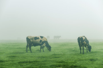 Cows grazing on a foggy morning