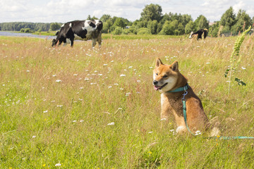 Sitting shiba-inu dog watching at the cows on a grass field in sunny day