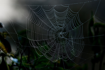 Spider's web with dew