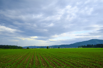 Fototapeta na wymiar Rows of young corn plants on a moist field.