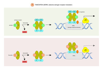 tamoxifen is a selective estrogen receptor modulator, mainly used to treat breast cancer