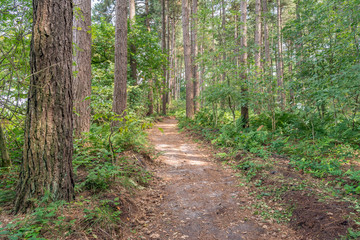 Sandpath between pine trees and other vegetation in a large forest