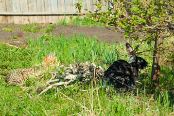 A domestic curiouse cat hunting a big black rabbit at a garden