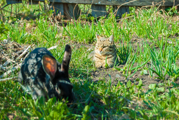 A domestic curiouse cat hunting a big black rabbit at a garden