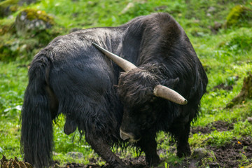Black Bull wartching bihind