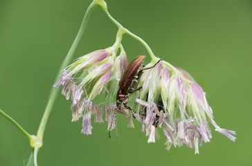 Seidiger Rohrkäfer (Plateumaris sericea)