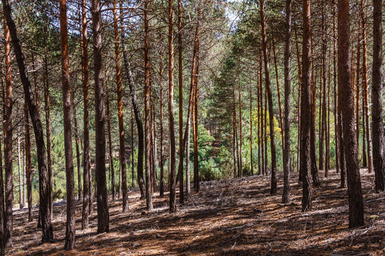 Pinus sylvestris. Bosque de Pino silvestre, albar. Sierra de la Culebra, Zamora, España.