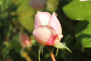 Éclosion de bourgeon de rose