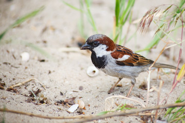 sparrow
