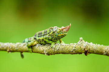 Trioceros jacksonii - 