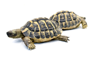 Naklejka premium Tartarughe su sfondo bianco