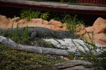 Ferme aux crocodiles