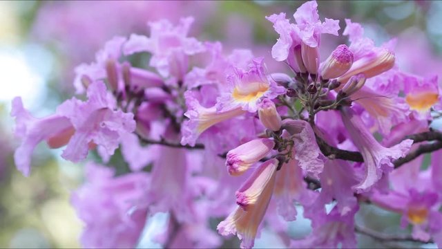 Spring tree flower