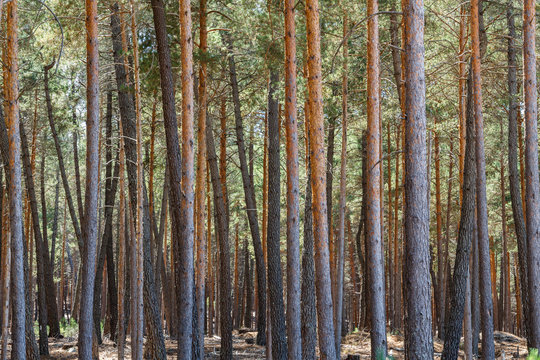 Pinus sylvestris. Pinar. Pino silvestre, albar. Sierra de la Culebra, Zamora, España.