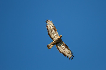 Halcón abejero, europeo, en vuelo. Pernis apivorus.