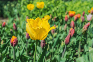 Obraz premium Springtime tulips