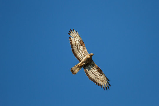 Halc&oacute;n abejero, europeo, en vuelo. Pernis apivorus.