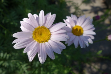 Two white chamomile