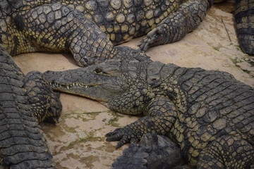 Ferme aux crocodiles
