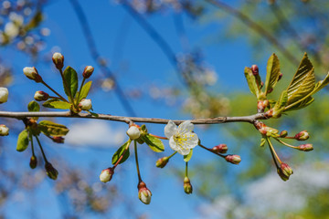 Flowering branch cherry