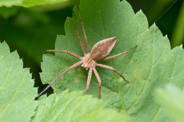 Listspinne (Pisaura mirabilis)