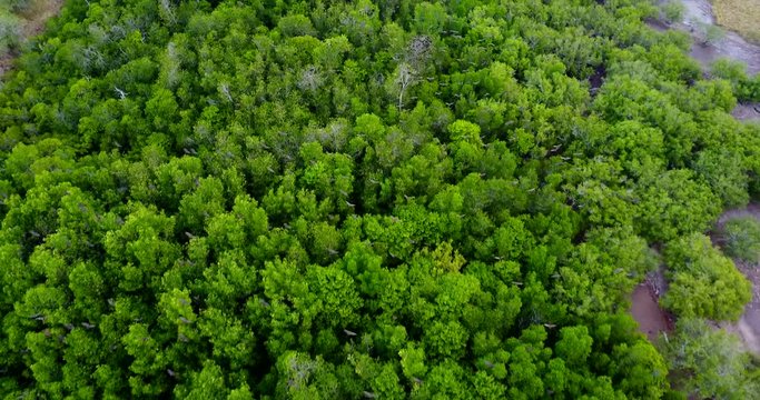 A colony of fruit bats or vampire bats fly over a jungle in Indonesia as they feed on insects