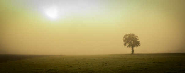 Baum, Nebel, Sonne