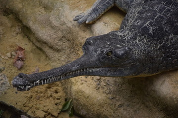 Ferme aux crocodiles