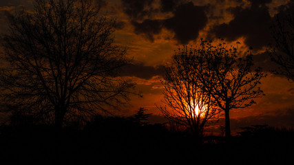 Orange sunset in country behind tree