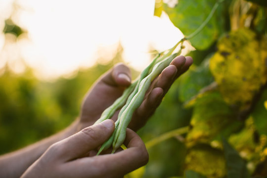 Closeup of hands holding holding organic green beans.