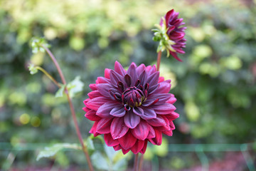 Dahlia violet en été au jardin