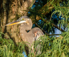 A Heron perched in the tree tops