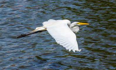 A Great Egret in flight.
