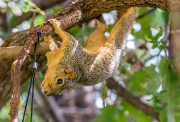 Fox Squirrel hanging upside down