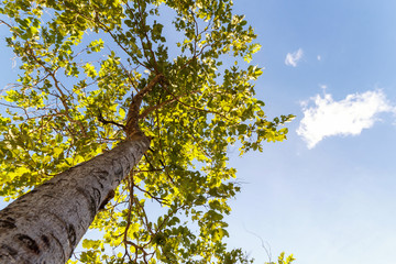 Leaf of tree against sun light ,under the tree on blue sky