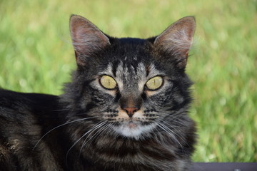 chat