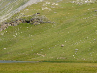 du refuge de Rosuel au lac de la Plagne