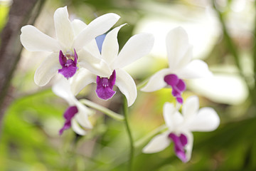 Several white and pink orchids in a greenhouse