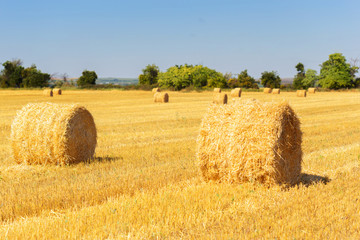 Golden hay bales in countryside