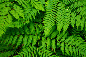 Fototapeta na wymiar Undergrowth ferns in a Nordic forest